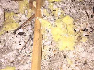 Keep Rodents Out Of Your Home | Attic Cleaning Santa Monica, CA Keep Rodents Out Of Your Home | Attic Cleaning Santa Monica, CA