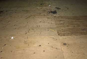 Rodent Proofing Project | Attic Cleaning Santa Monica, CA
