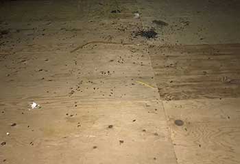 Rodent Proofing Project | Attic Cleaning Santa Monica, CA Rodent Proofing Project | Attic Cleaning Santa Monica, CA