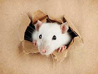 Rodent Proofing Service | Attic Cleaning Santa Monica, CA